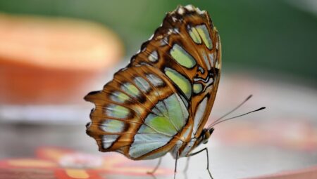 Boşanma Avukatı ile Başarılı Bir Süreç Yönetimi