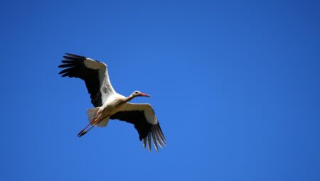 Boşanma Avukatı ile Yapılacak İlk Görüşme İçin Hazırlık