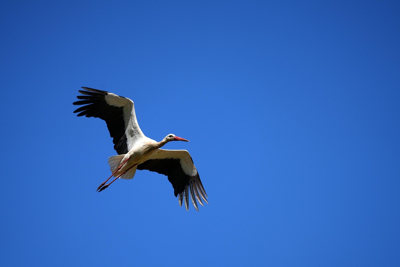 Boşanma Avukatı ile Yapılacak İlk Görüşme İçin Hazırlık