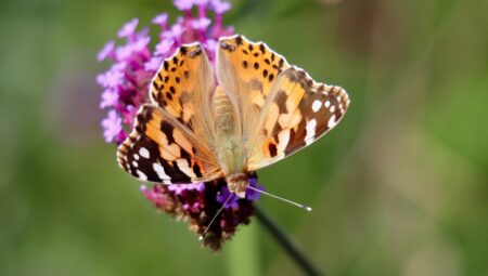 Boşanma Avukatı Seçerken Dikkat Edilmesi Gereken 10 Madde
