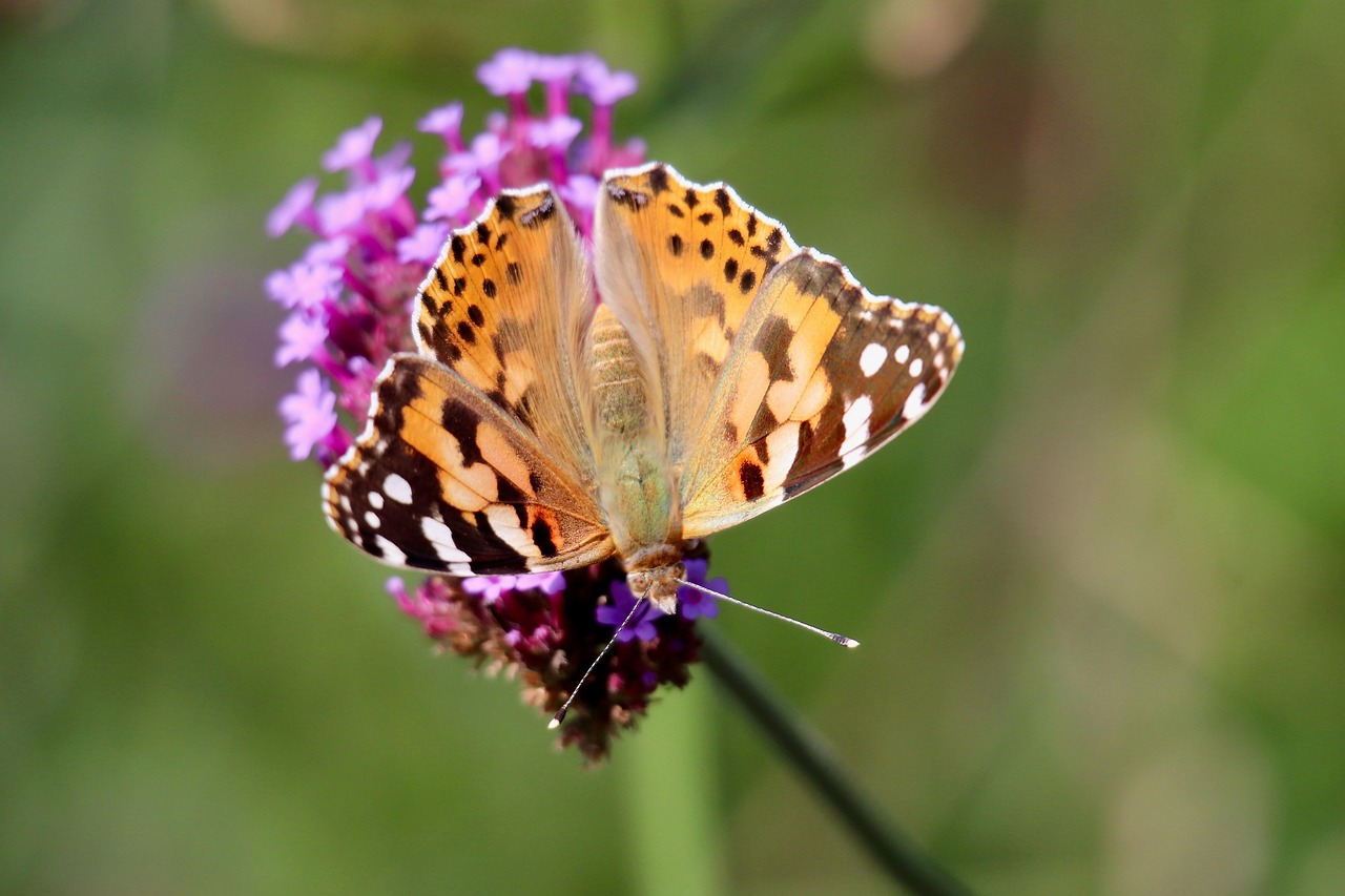Boşanma Avukatı Seçerken Dikkat Edilmesi Gereken 10 Madde