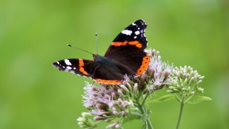 Boşanma Avukatı Seçerken Yapmanız Gereken Araştırmalar