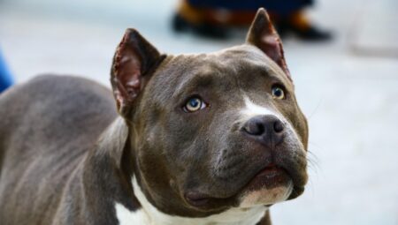 Boşanma Sürecinde Avukatın Sunduğu Destekler